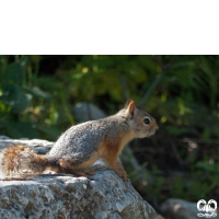 گونه سنجاب ایرانی Sciurus anomalus